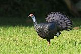 Ocellated Turkey